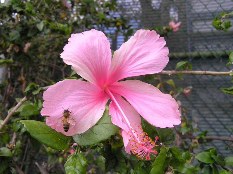 P4220285