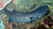 0727_shark_closeup